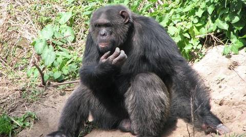 5 Days Mt Kenya, Aberdares, Ol Pejeta