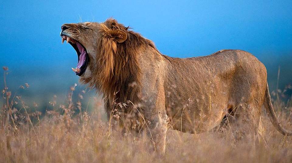 5 Days Mt Kenya, Aberdares, Ol Pejeta - Sir Michaels Tours And Safaris - Kenya - Image 2