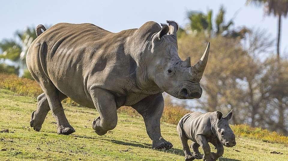 5 Days Mt Kenya, Aberdares, Ol Pejeta - Sir Michaels Tours And Safaris - Kenya - Image 3