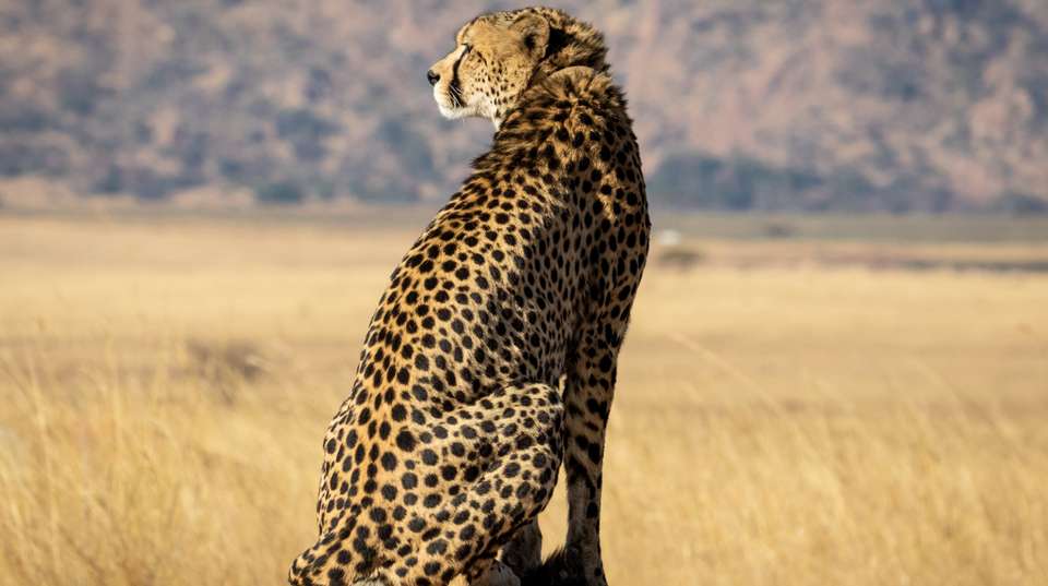 5 Days Mt Kenya, Aberdares, Ol Pejeta - Sir Michaels Tours And Safaris - Kenya - Image 4