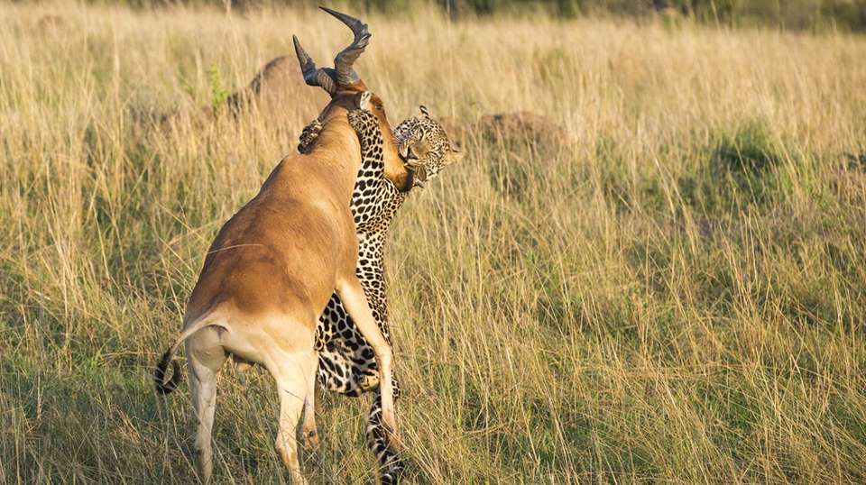 4 DAYS MAASAI MARA - Sir Michaels Tours And Safaris - Kenya - Image 1