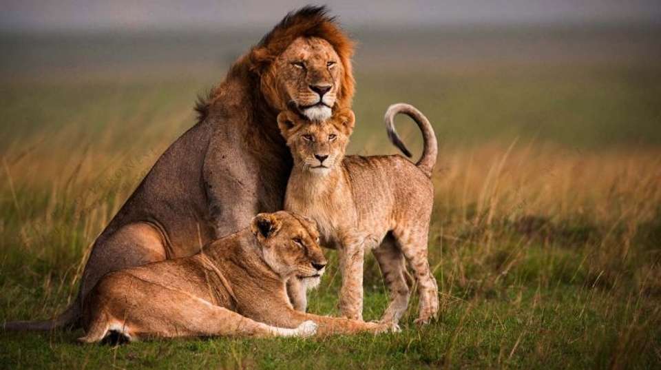4 DAYS MAASAI MARA - Sir Michaels Tours And Safaris - Kenya - Image 2