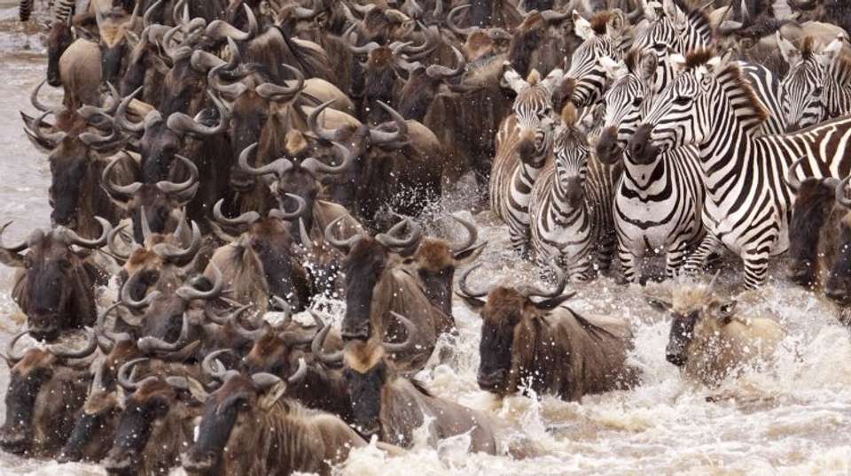 4 DAYS MAASAI MARA - Sir Michaels Tours And Safaris - Kenya - Image 3
