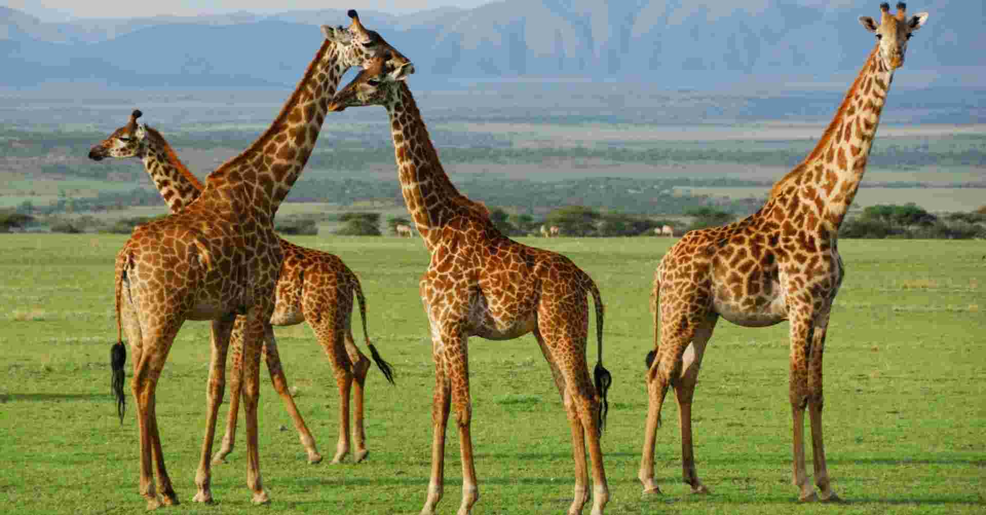 5 Days Safari Lake Manyara, Serengeti & Ngorongoro Crater