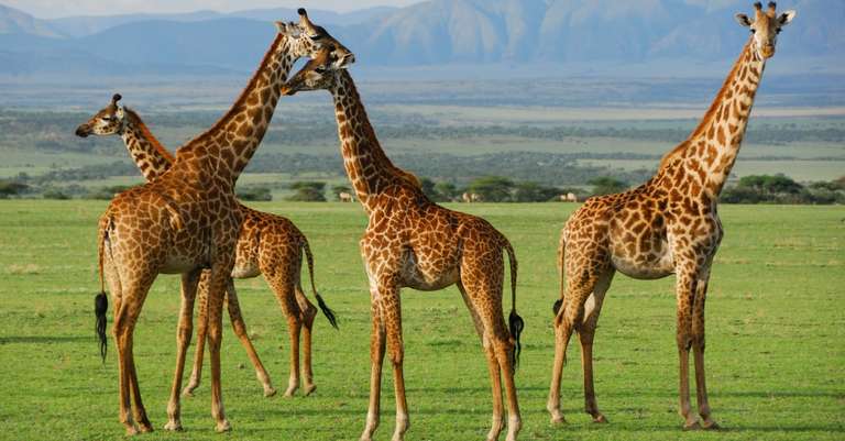 5 Days Safari Lake Manyara, Serengeti & Ngorongoro Crater trip - alternative tour available