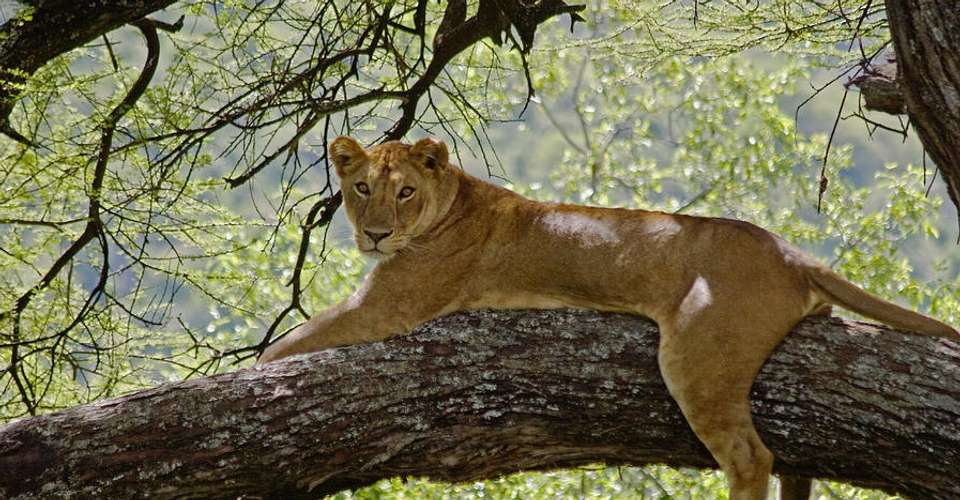 5 days Safari - Manyara,Ngorongoro and Serengeti - Enosa Expeditions - Tanzania - Image 1