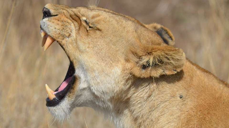 5 Days Safari - Tarangire, Serengeti and Ngorongoro - Bless Africa Tours And Safaris - Tanzania