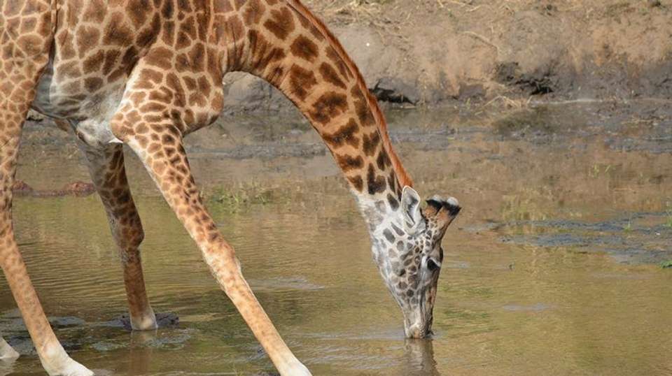 5 Days Safari - Tarangire, Serengeti and Ngorongoro - Bless Africa Tours And Safaris - Tanzania