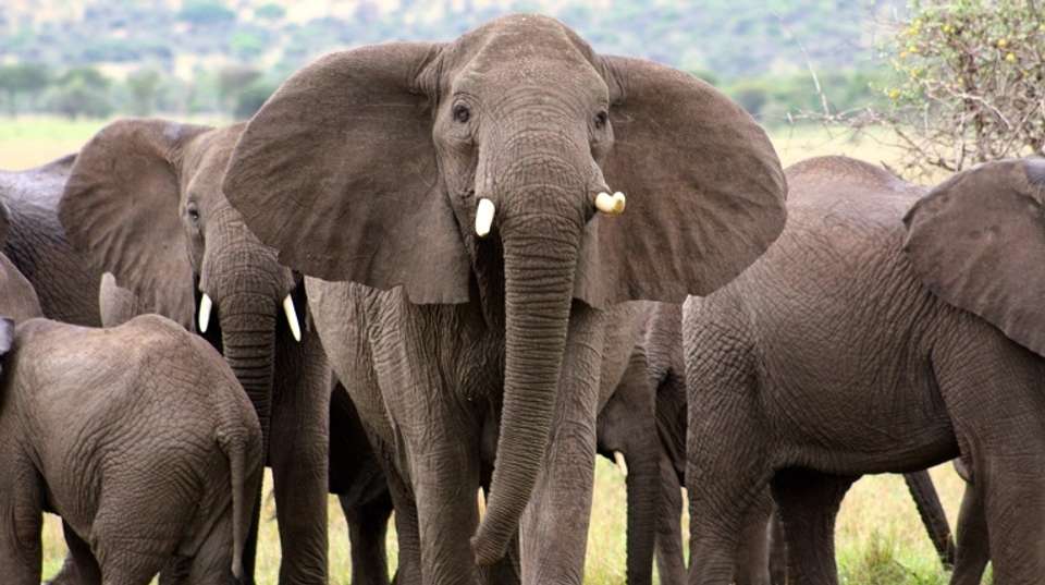 5 Days Safari - Tarangire, Serengeti and Ngorongoro - Bless Africa Tours And Safaris - Tanzania