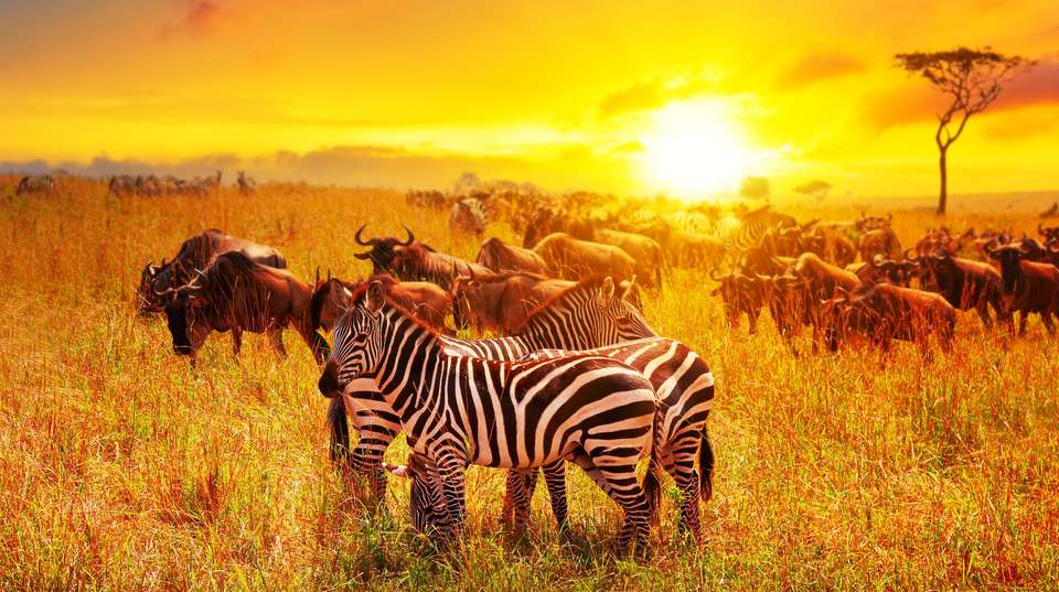 5 Days Safari - Tarangire, Serengeti and Ngorongoro - Bless Africa Tours And Safaris - Tanzania