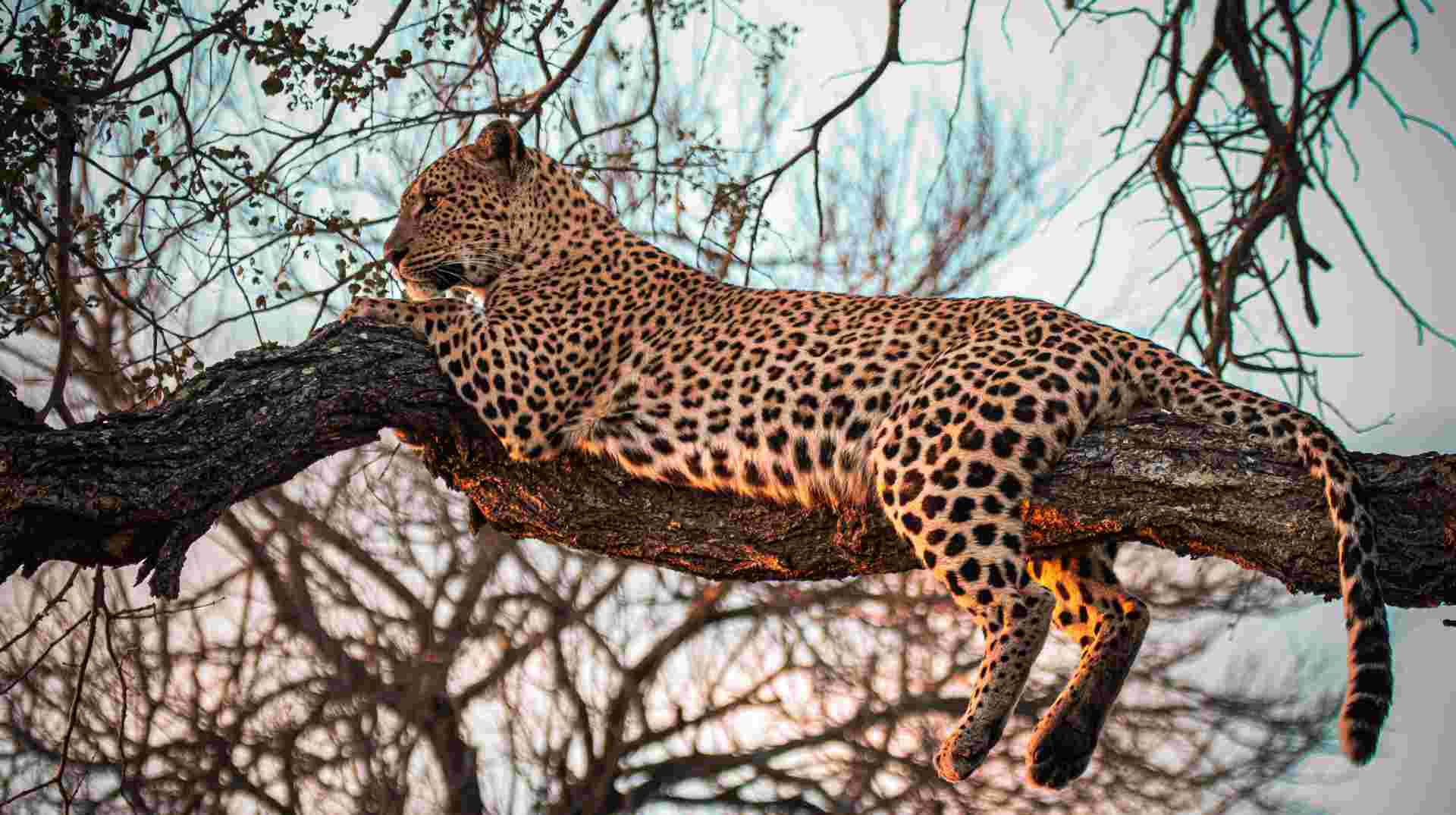 5 Days Safari - Tarangire, Serengeti and Ngorongoro