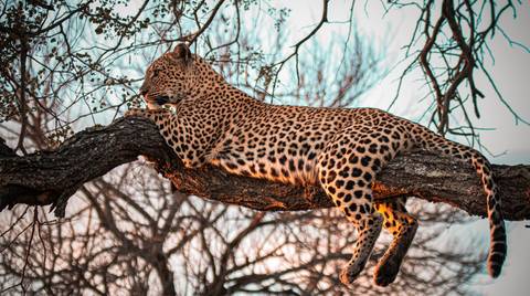 5 Days Safari - Tarangire, Serengeti And Ngorongoro - October 2025