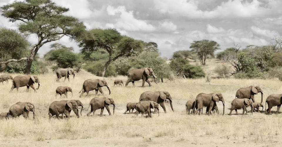 5-days Tarangire-Serengeti-Ngorongoro Safari - Gecko Adventure - Tanzania - Image 2