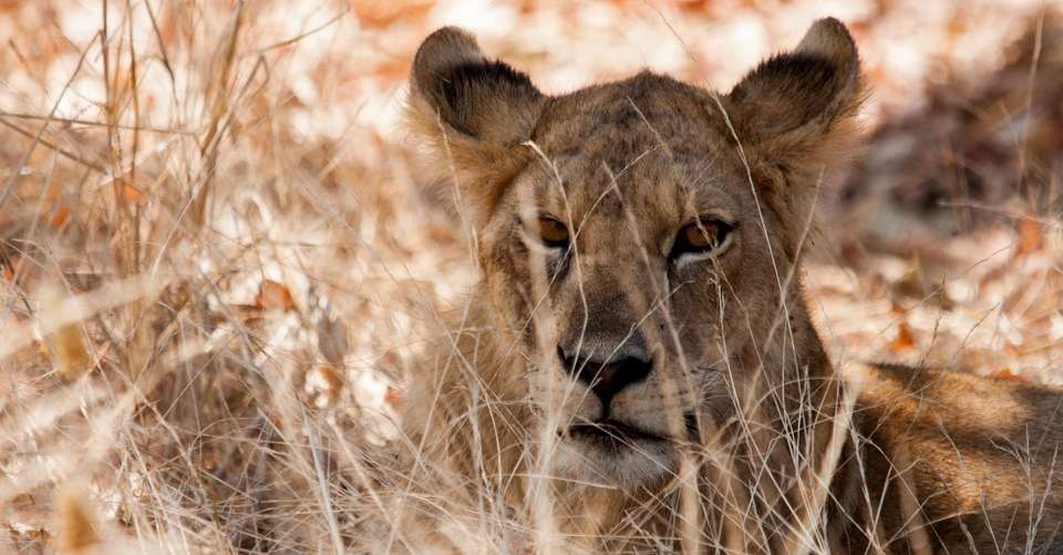 5-days Tarangire-Serengeti-Ngorongoro Safari - Gecko Adventure - Tanzania - Image 3