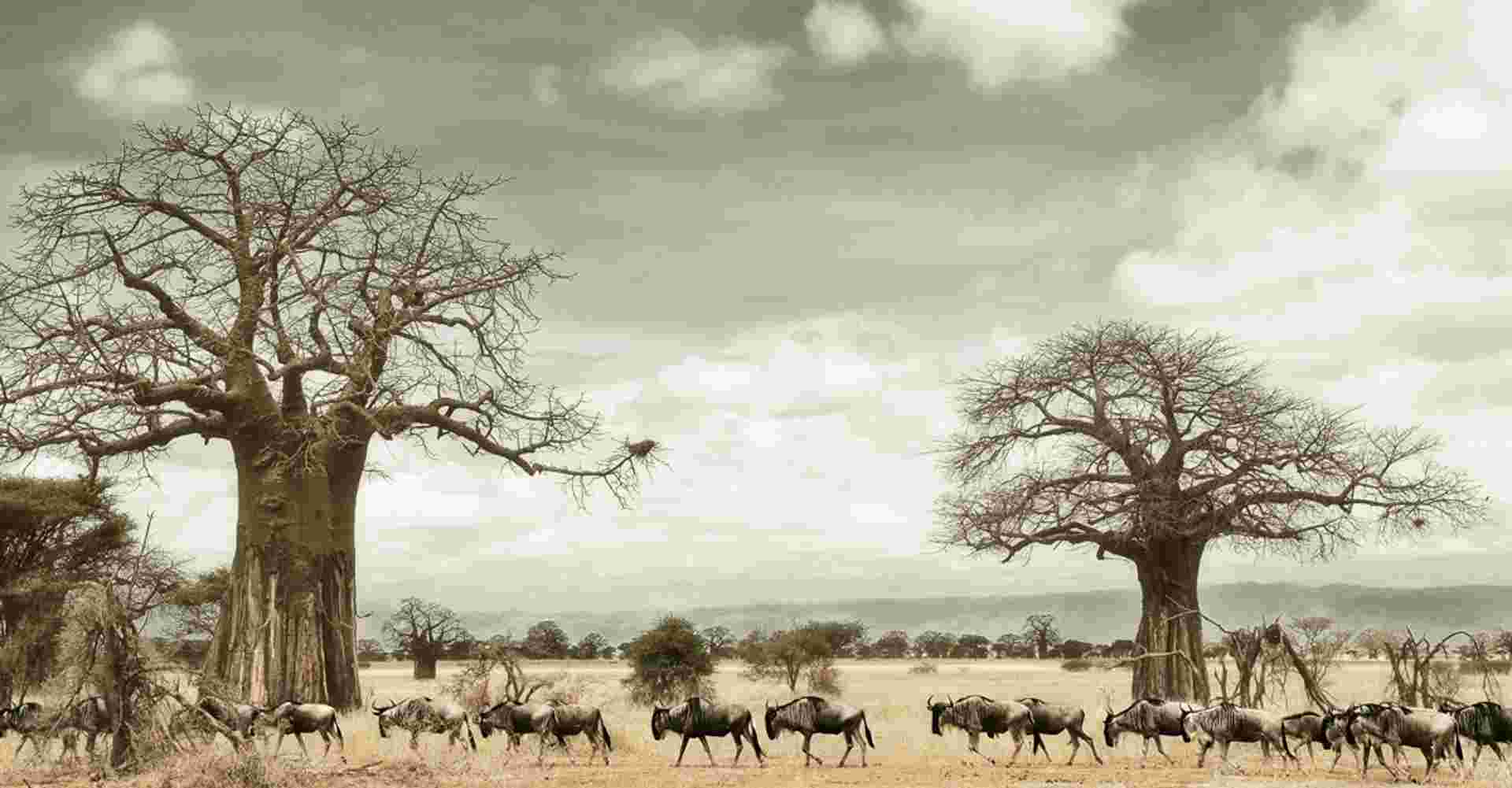 5-days Tarangire-Serengeti-Ngorongoro Safari