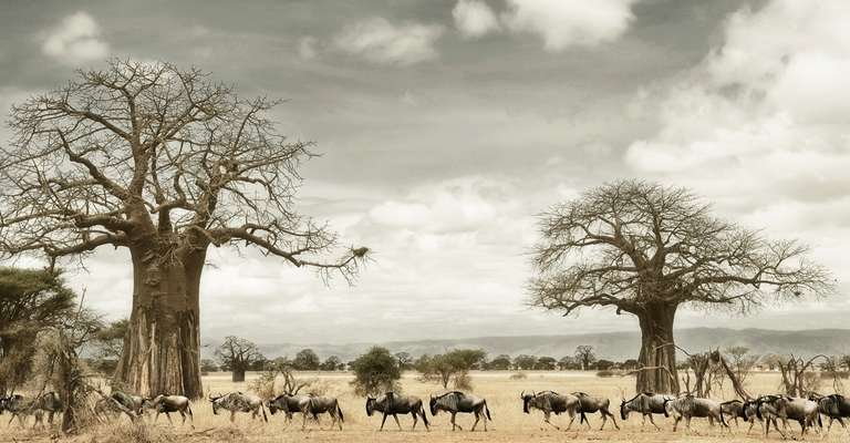 5-days Tarangire-Serengeti-Ngorongoro Safari - 5 days