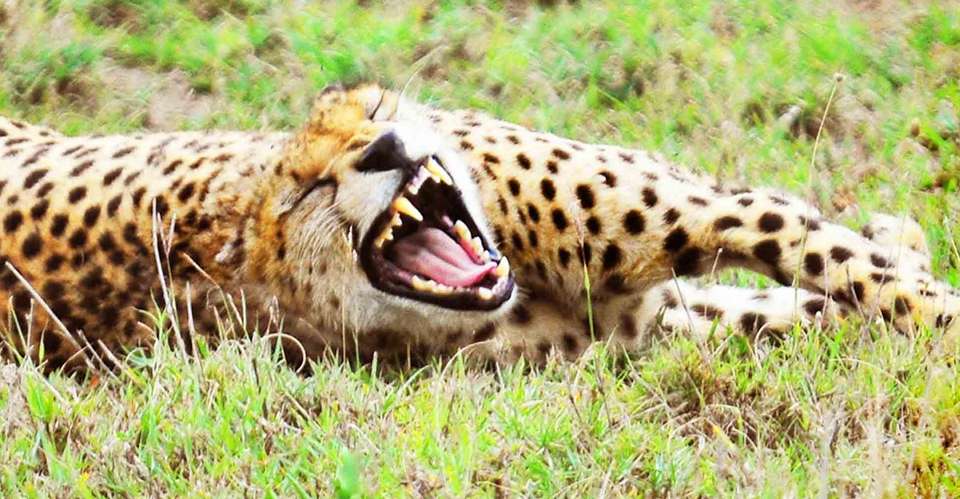 5-days Tarangire-Serengeti-Ngorongoro Safari - Gecko Adventure - Tanzania - Image 4