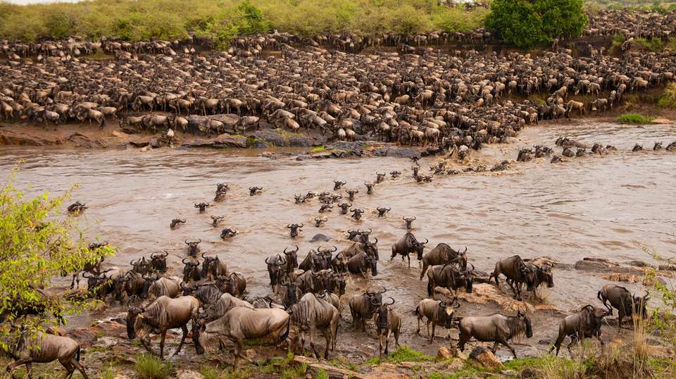 5 Days Wildebeest Migration Safari in Tanzani - Meijo Safaris - Tanzania - Image 2