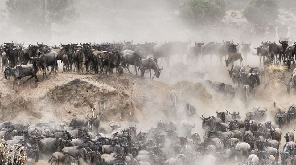5 Days Wildebeest Migration Safari in Tanzani - Meijo Safaris - Tanzania - Image 3