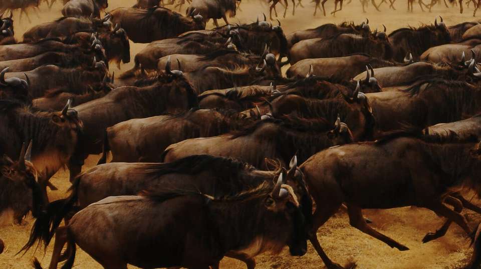 5 Days Wildebeest Migration Safari in Tanzani - Meijo Safaris - Tanzania - Image 5