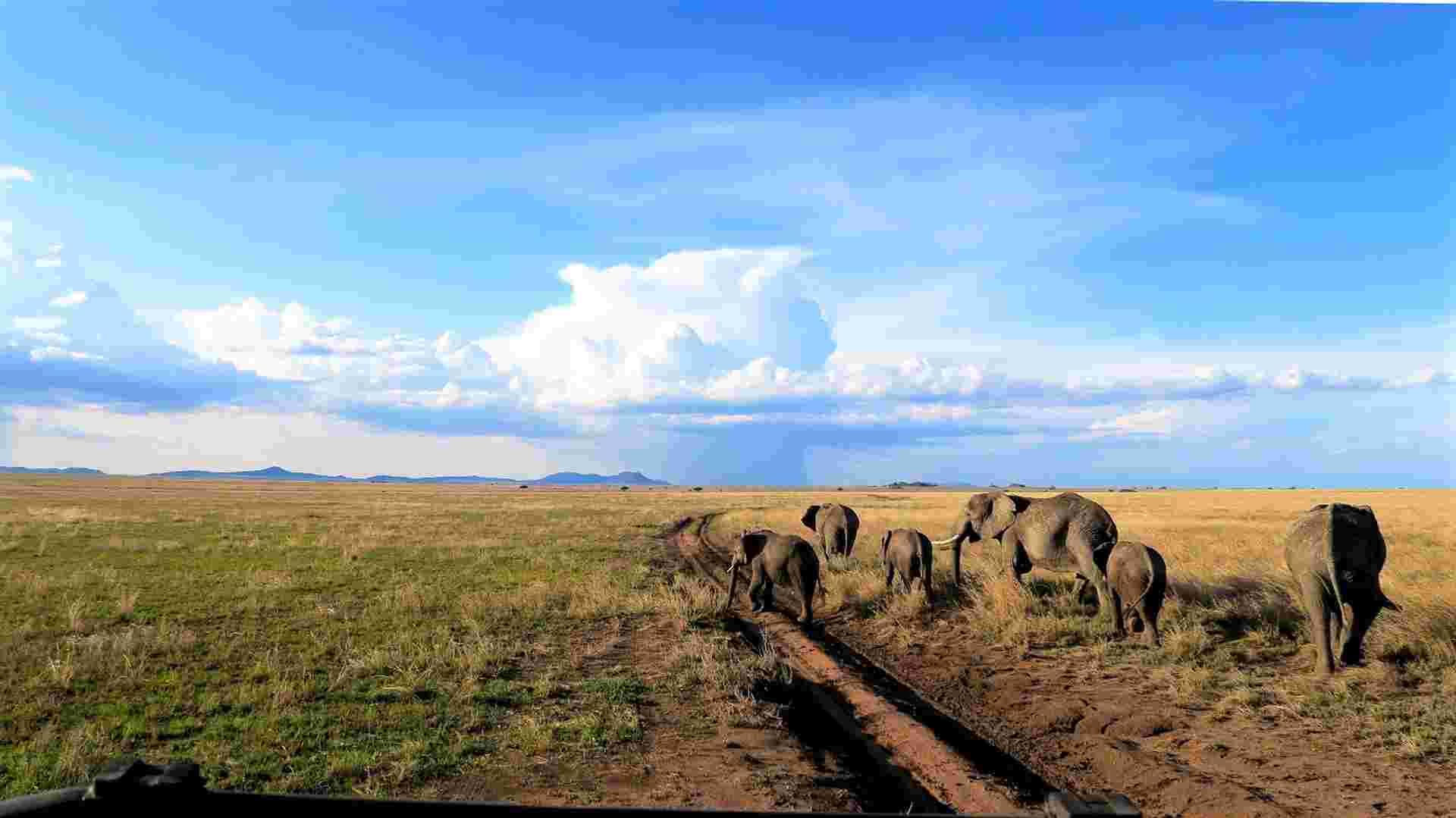 56-day Cape Town to Gorillas Accommodated