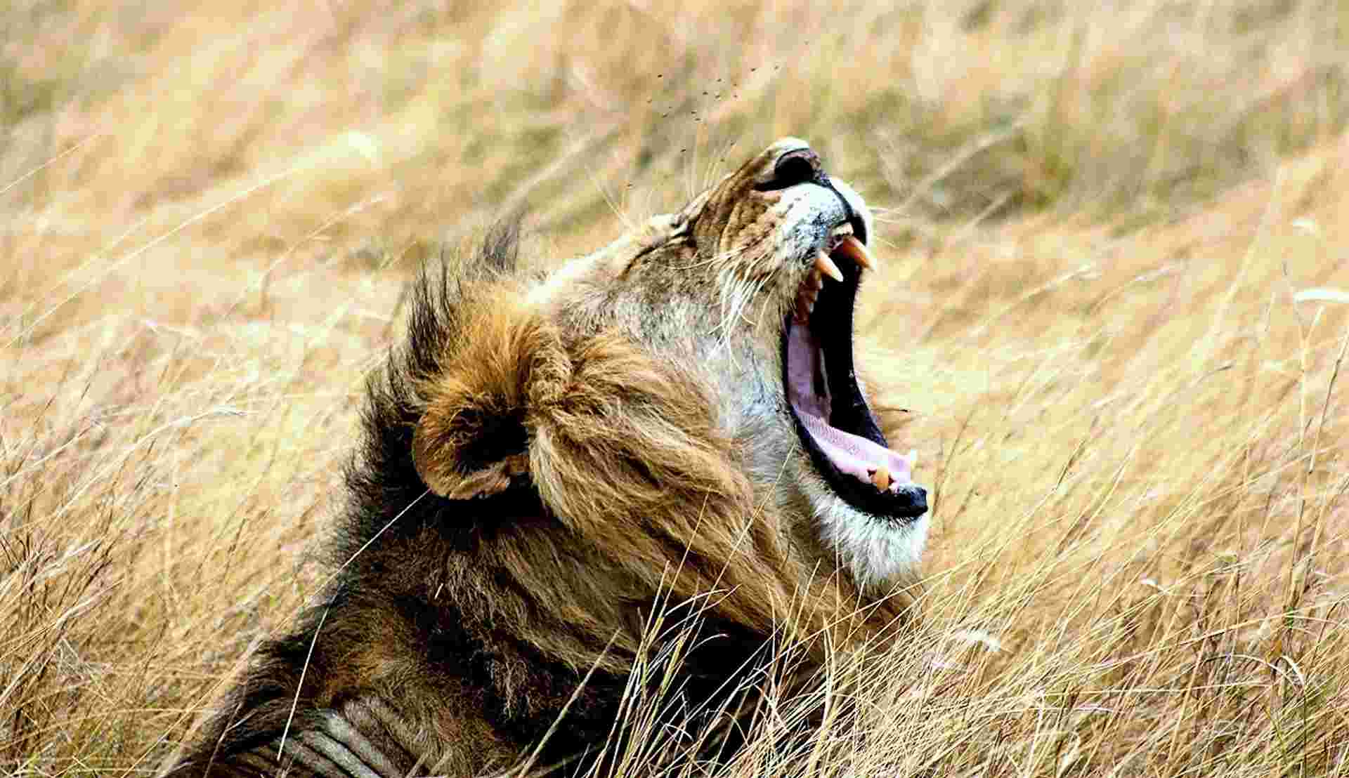 58-day Gorillas to Cape Town Accommodated