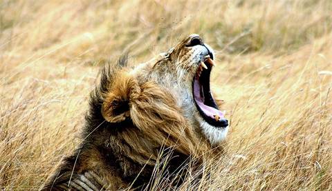 Windhoek Wildlife Tour: 58-day Gorillas To Cape Town Accommodated