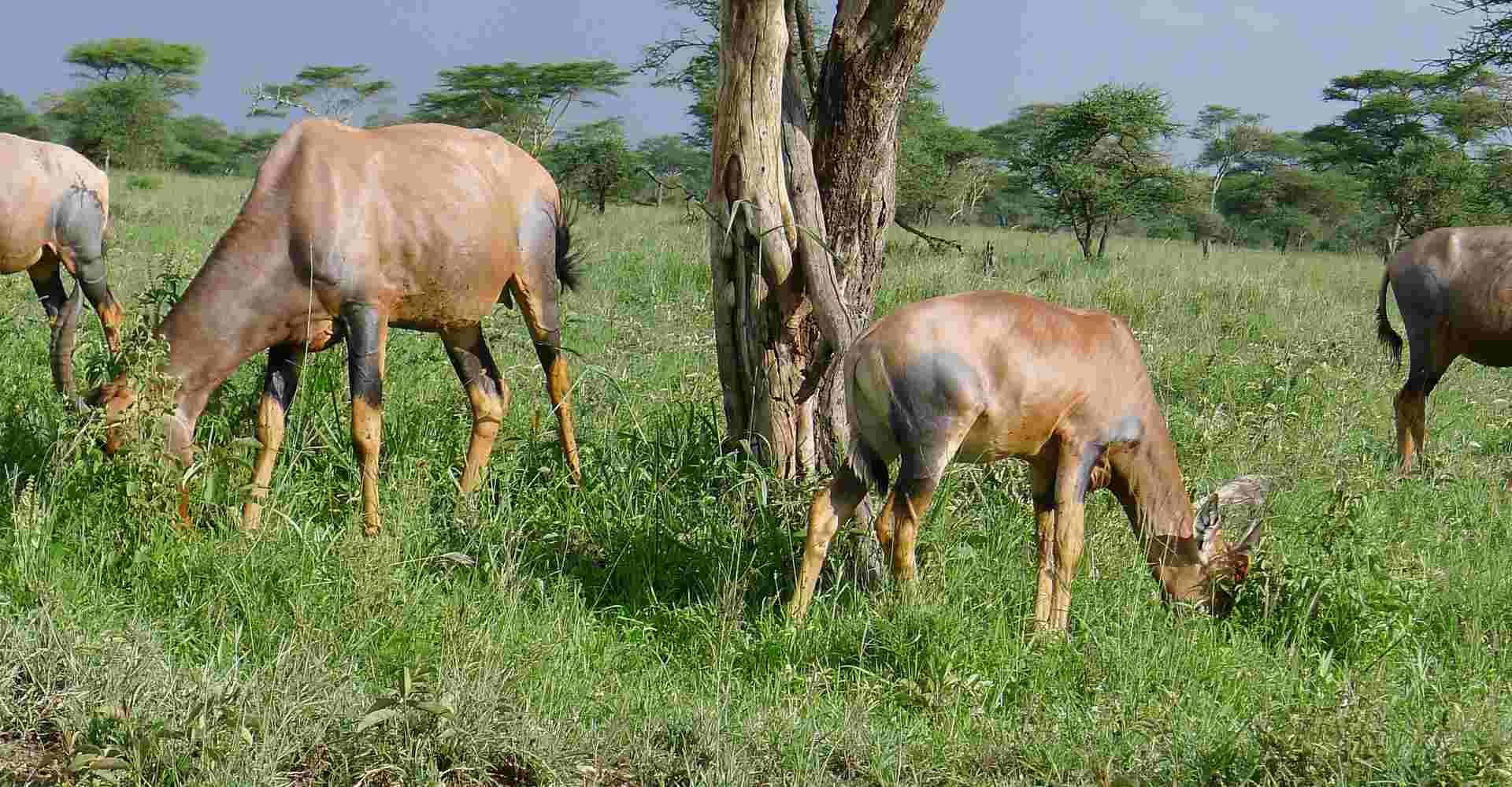 5N/6D Northern Safari Circuit - Authentic Camping Safari