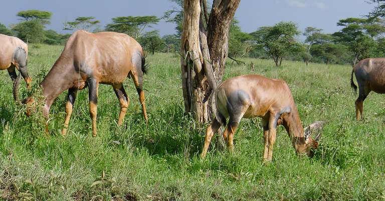5N/6D Northern Safari Circuit - Authentic Camping Safari trip - alternative tour available