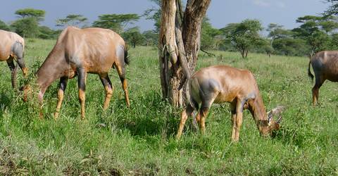 5n/6d Northern Safari Circuit - Authentic Camping Safari - 6 Days