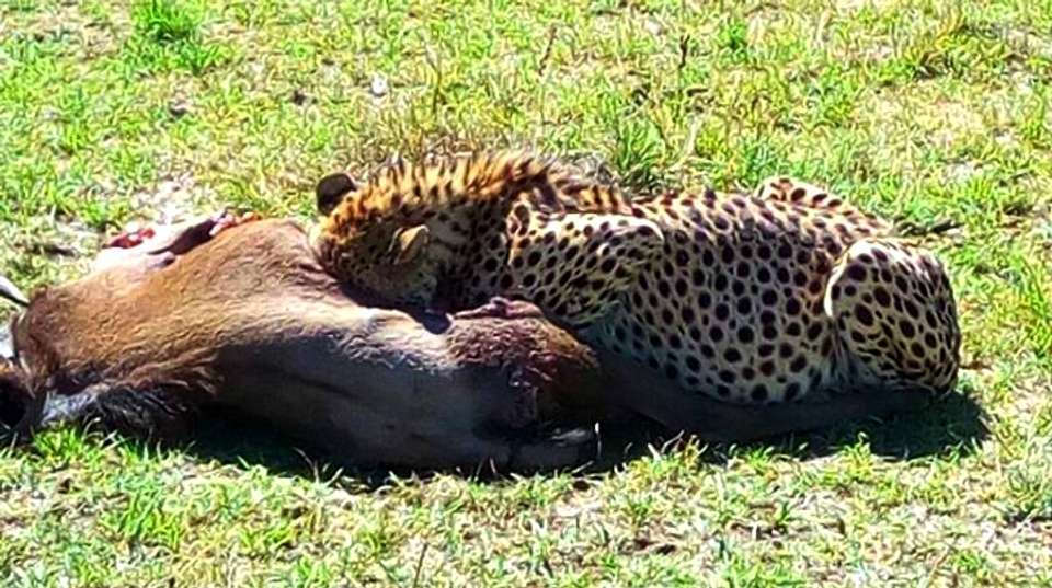 6-Day Tarangire Serengeti Ngorongoro Lake Manyara - Safaribook - Tanzania - Image 2