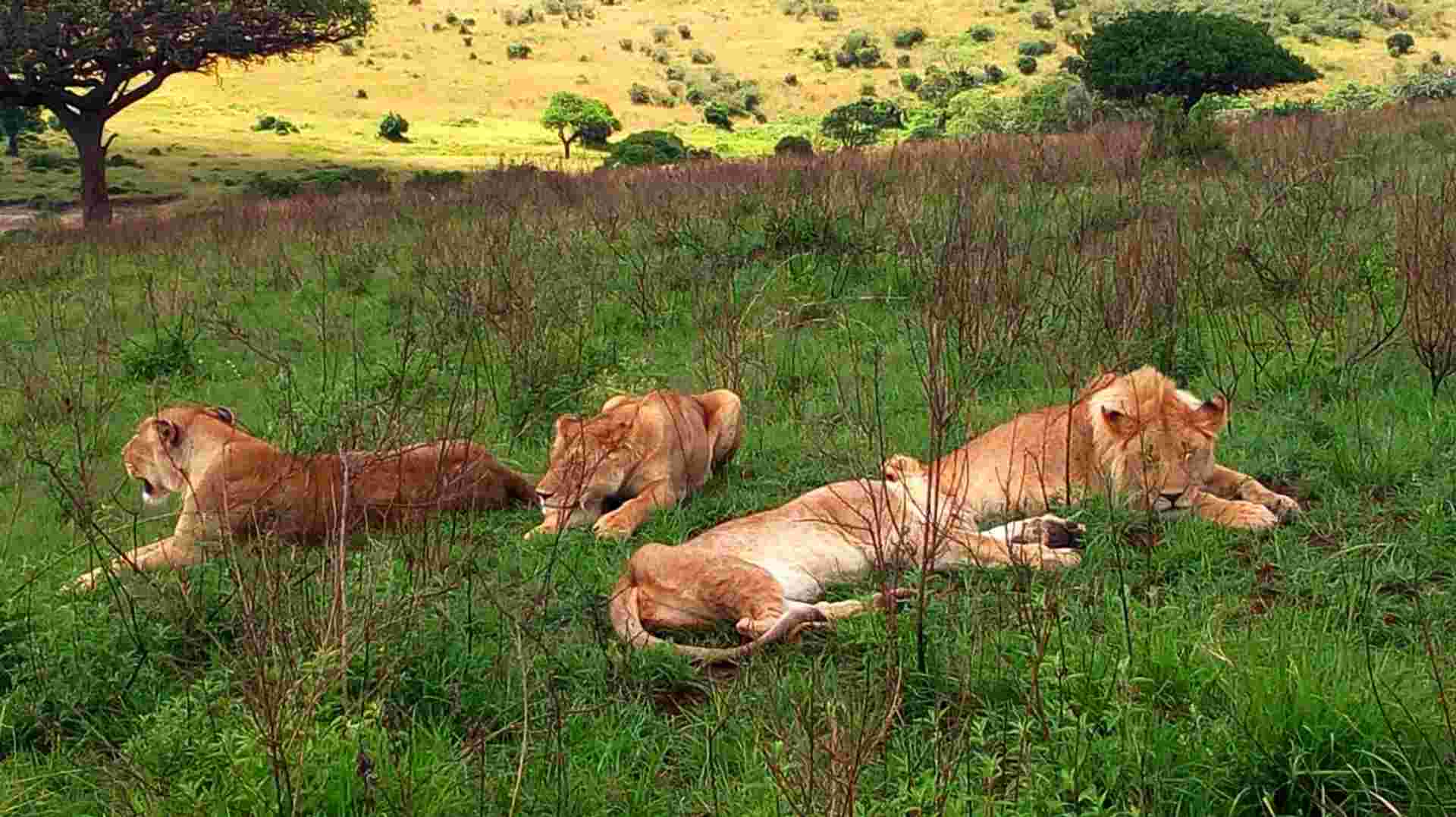 6-Day Tarangire Serengeti Ngorongoro Lake Manyara