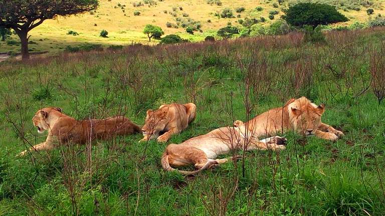 6-Day Tarangire Serengeti Ngorongoro Lake Manyara trip - alternative tour available