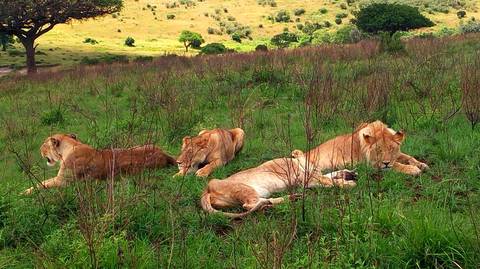 6-day Tarangire Serengeti Ngorongoro Lake Manyara - 6 Days