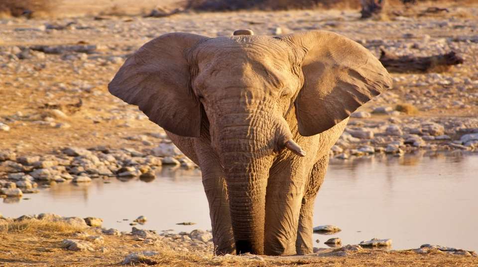6 Day Dunes and Wildlife Lodging Safari - Chameleon Safaris Namibia - Namibia - Image 18