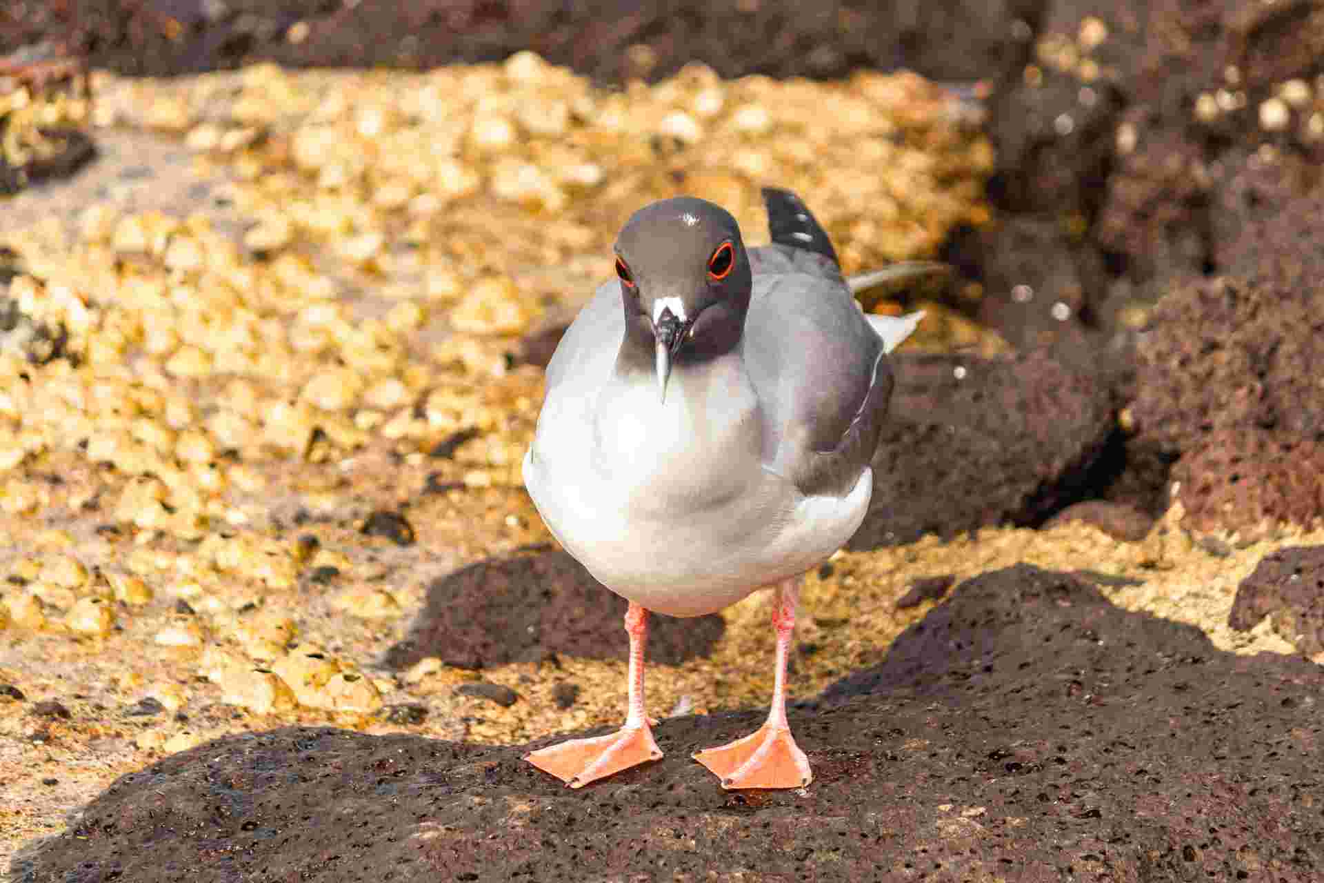 6-day Galápagos Escape: Volcano Trails & Wildlife Encounters