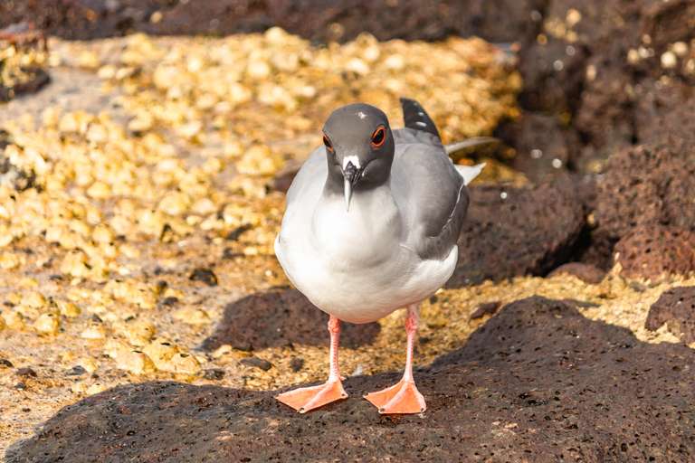 Ecuador Active and outdoor Tour: 6-day Galápagos Escape: Volcano Trails & Wildlife Encounters