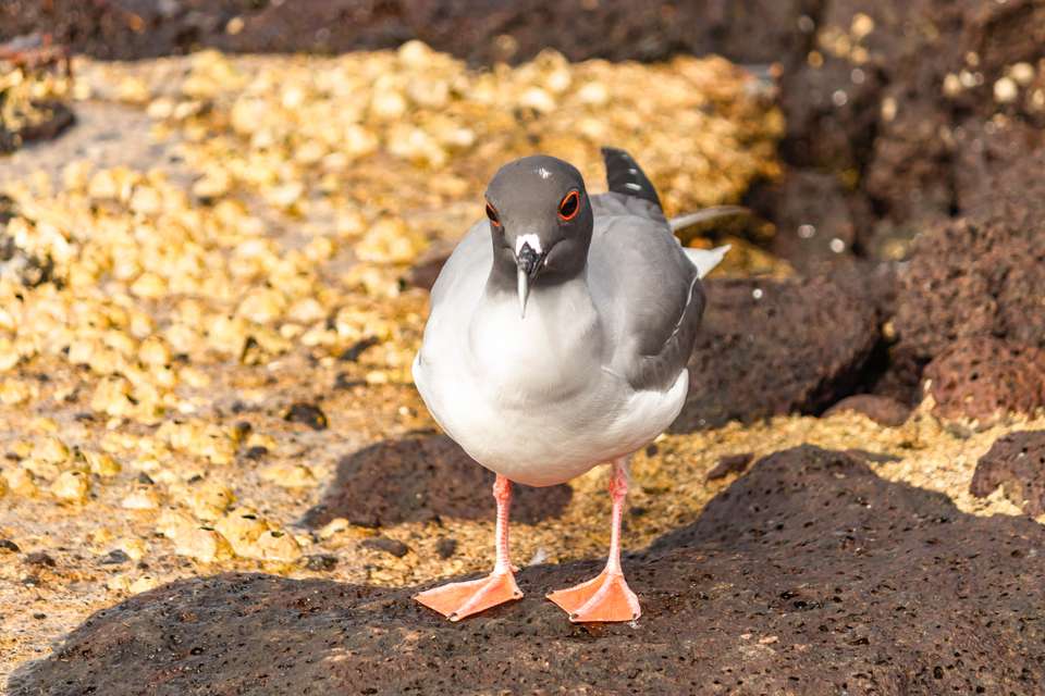 6-day Galápagos Escape: Volcano Trails & Wildlife Encounters - Destination Services - Ecuador - Image 1