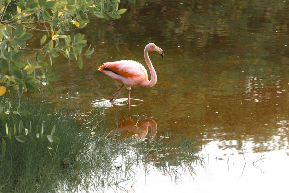 6-day Galápagos Escape: Volcano Trails & Wildlife Encounters - Destination Services - Ecuador - Image 15