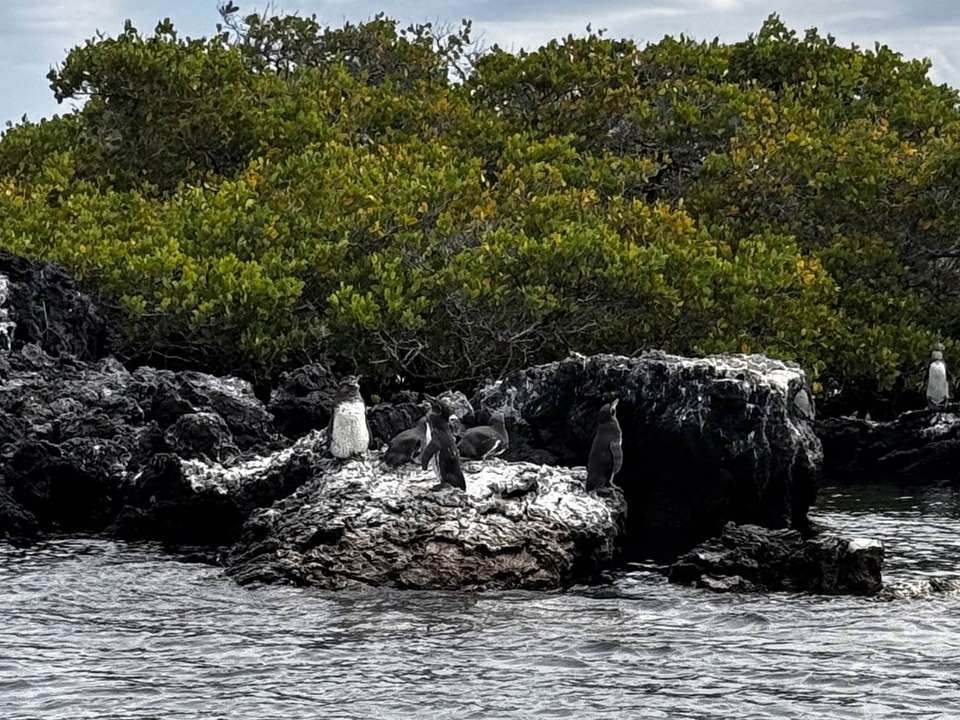 6-day Galápagos Escape: Volcano Trails & Wildlife Encounters - Destination Services - Ecuador - Image 9