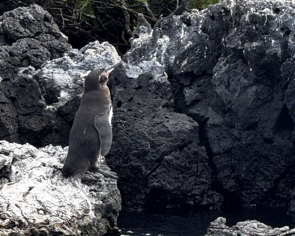 6-day Galápagos Escape: Volcano Trails & Wildlife Encounters - Destination Services - Ecuador - Image 6