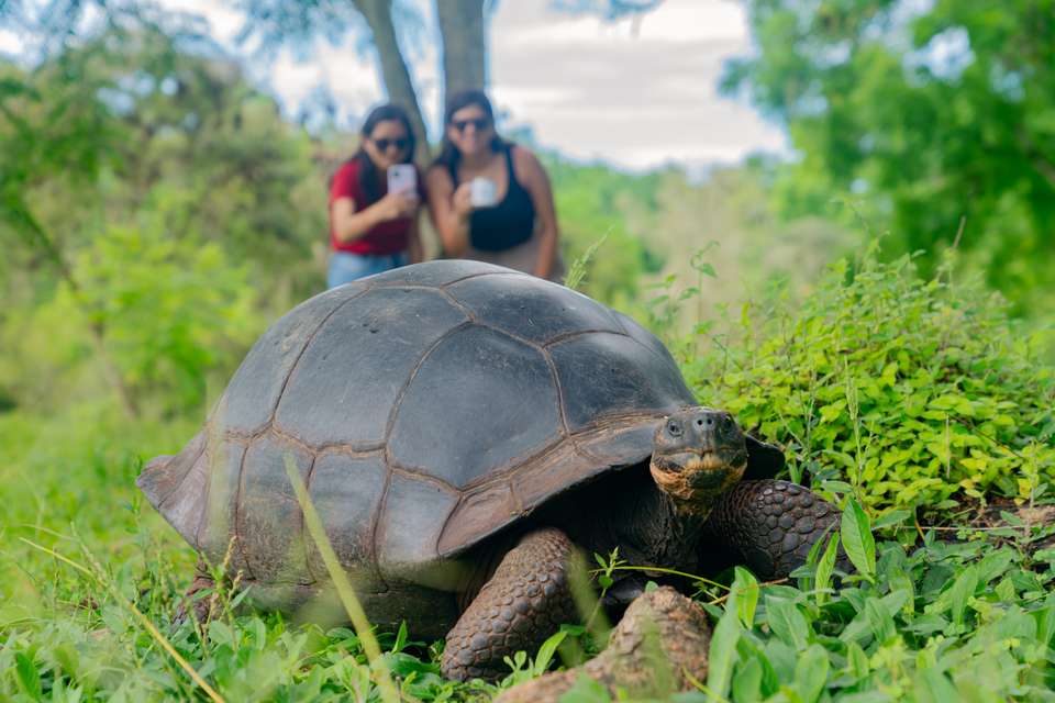 6-day Galapagos Escape: Volcano Trails & Wildlife Encounters, French-speaking Guide - Destination Services - Ecuador - Image 18
