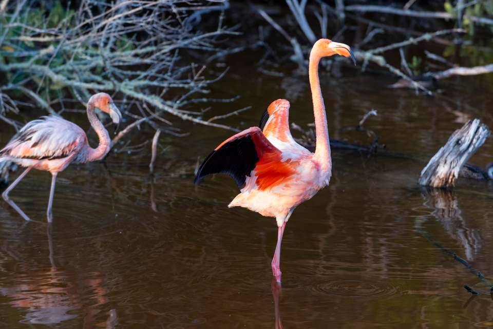 6-day Galapagos Escape: Volcano Trails & Wildlife Encounters, French-speaking Guide - Destination Services - Ecuador - Image 15