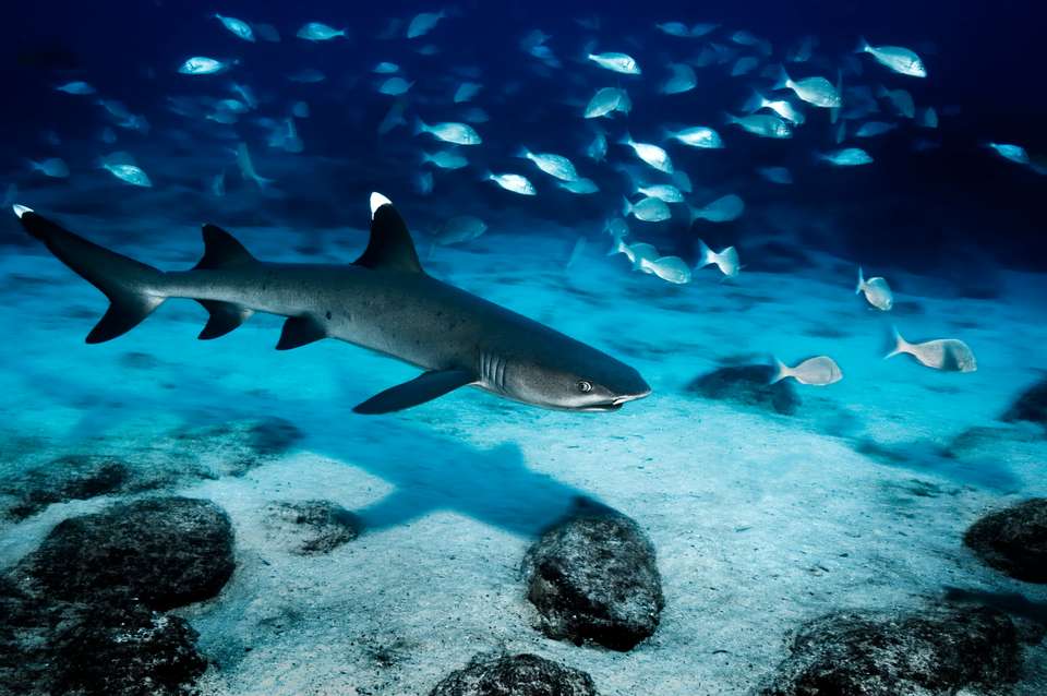 6-day Galapagos Escape: Volcano Trails & Wildlife Encounters, French-speaking Guide - Destination Services - Ecuador - Image 13