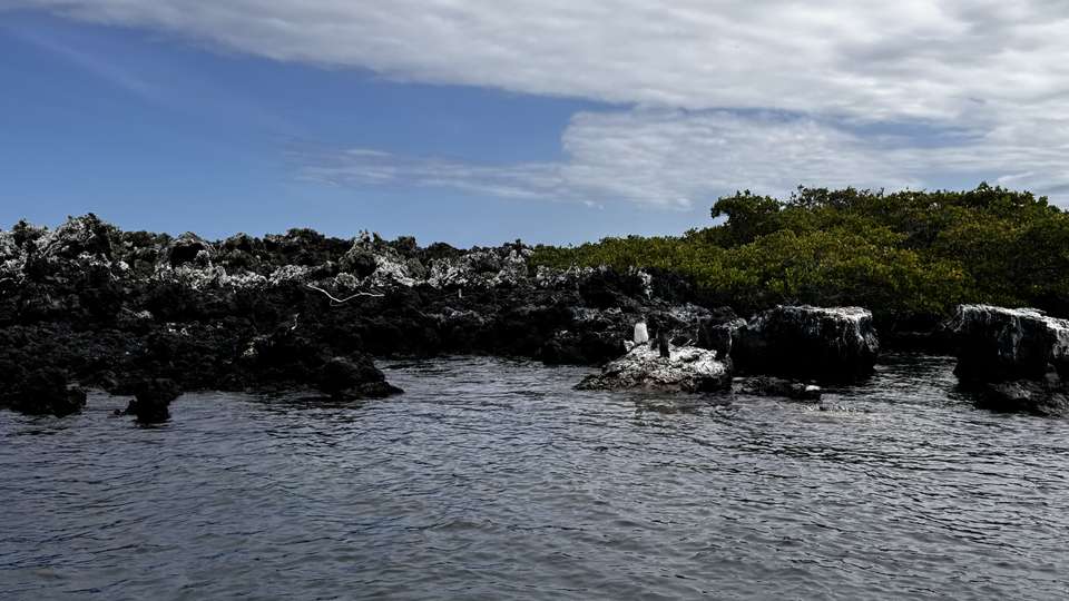 6-day Galapagos Escape: Volcano Trails & Wildlife Encounters, French-speaking Guide - Destination Services - Ecuador - Image 6
