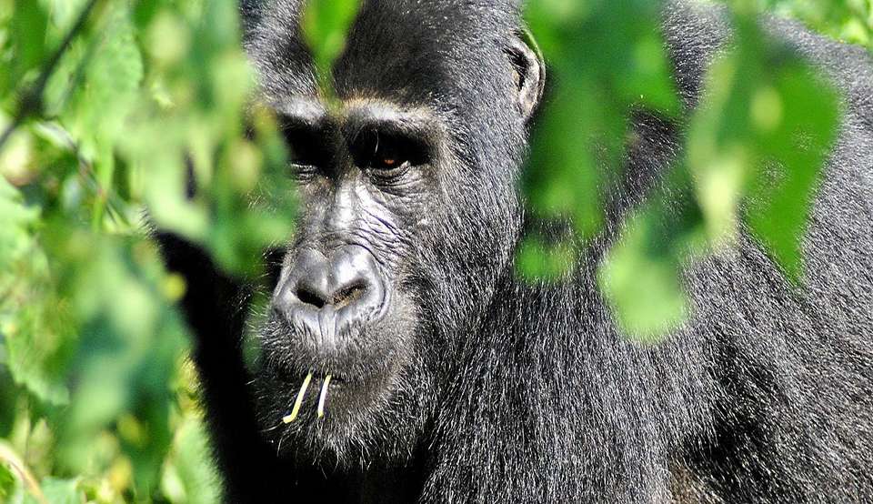 6-day Gorilla Encounter Camping - Acacia Africa - Uganda - Image 5