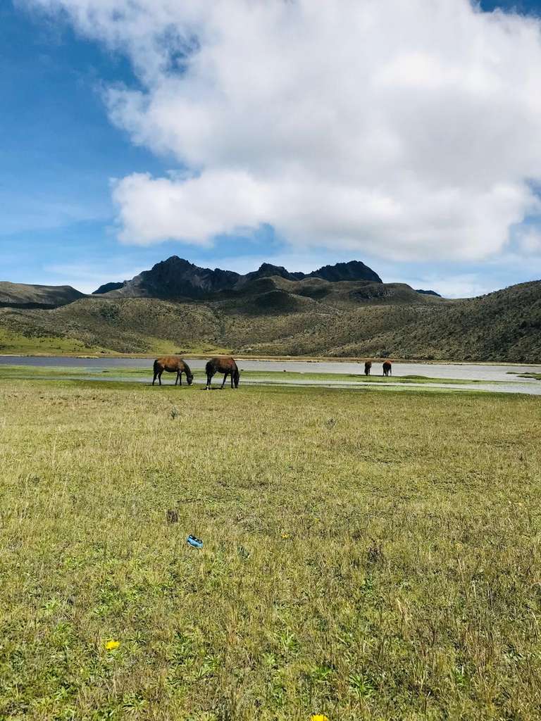 Ecuador Active and outdoor Tour: 6-day Highlights Of Mainland Ecuador: Quito, Otavalo, Cotopaxi & Mindo Cloud Forest, French-speaking Guide