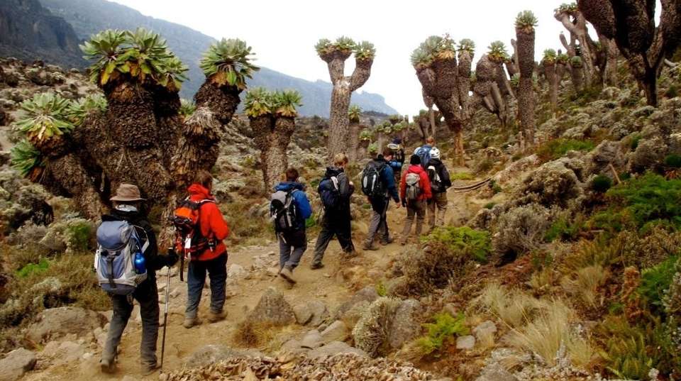 6 Day Machame Route Kilimanjaro Trek - African Love Birds Adventure Ltd - Tanzania - Image 3