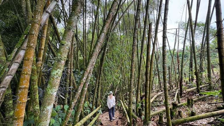Colombia Budget Tours: 6-day Medellin & Pereira Coffee Region Experience, Private Tour