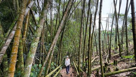 6-day Medellin & Pereira Coffee Region Experience, Private Tour - January 2027